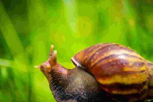 giant african snail