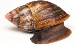 west african snail
