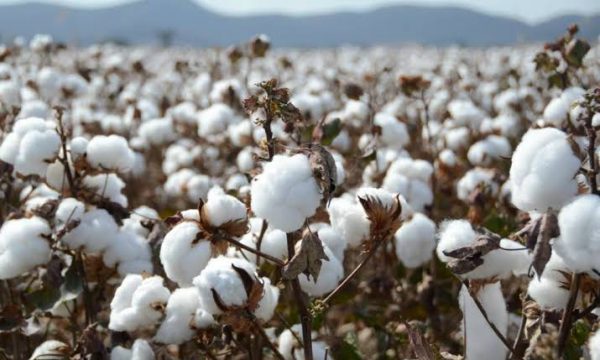 cotton farming in nigeria