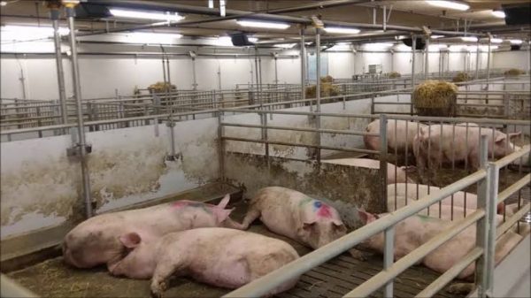 pig farming business