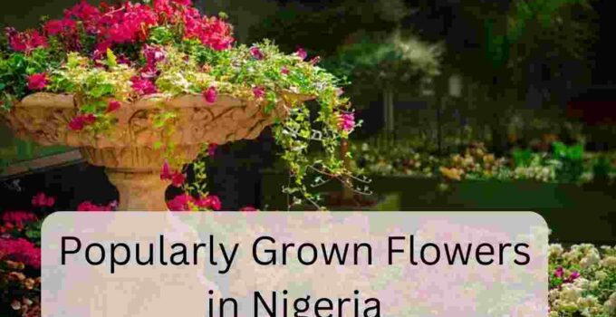 Most common flowers in Nigeria